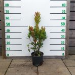  Jahodovec obyčajný (Arbutus unedo - Litchi) - výška 40-60 cm, kont. C3L